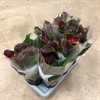 ANTHURIUM 12 CM ESSENSIA VINRÖD 1X10